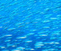 青魚の画像
