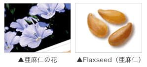 亜麻の花と種子 画像